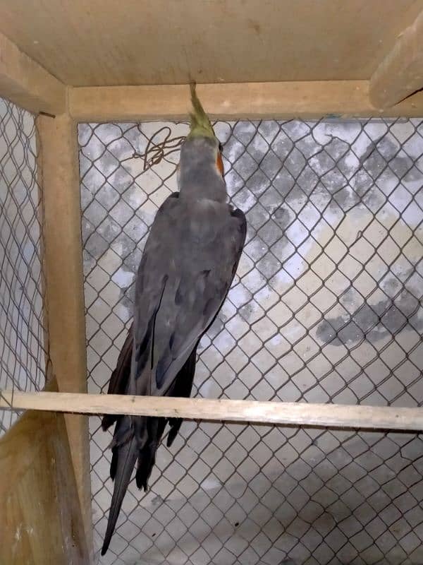 Grey cockatiel Male. . adult ready to breed . . sale and exchange 9