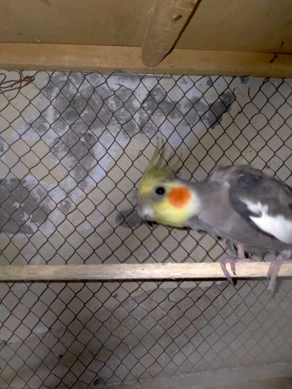 Grey cockatiel Male. . adult ready to breed . . sale and exchange 10