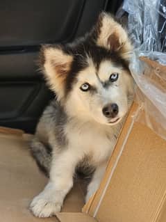 Alaskan Husky Male Pup Triple Coat 4 months old