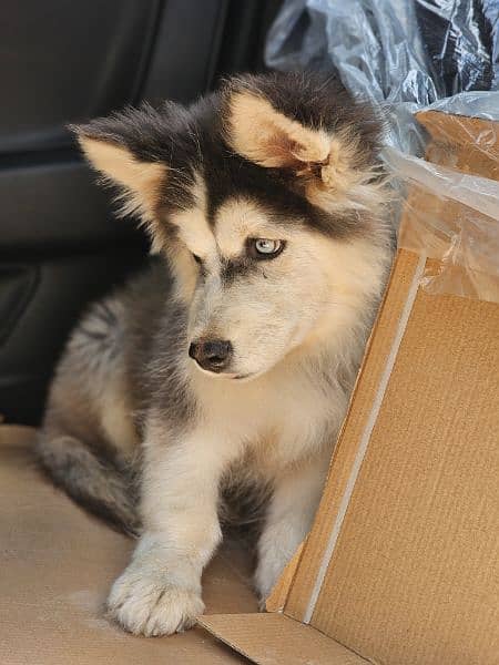 Alaskan Husky Male Pup Triple Coat 4 months old 1