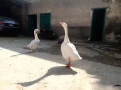 Beautiful ducks Pair