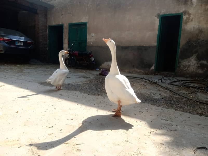 Beautiful ducks Pair 0