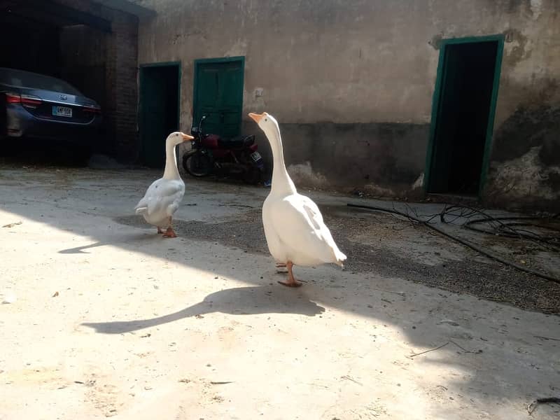 Beautiful ducks Pair 1