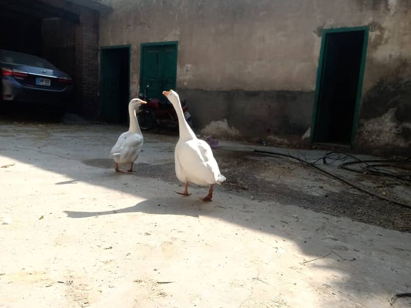 Beautiful ducks Pair 2