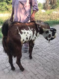 Aandal Active Sher Bakra for sale