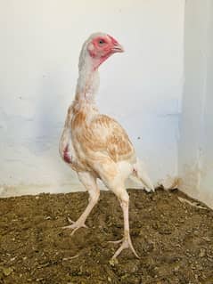 High quality breeder aseel female available