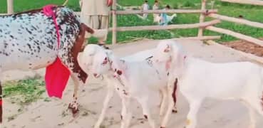 Desi Bakri Our 3 Bacchon Ka Sath For Sale 03424065968