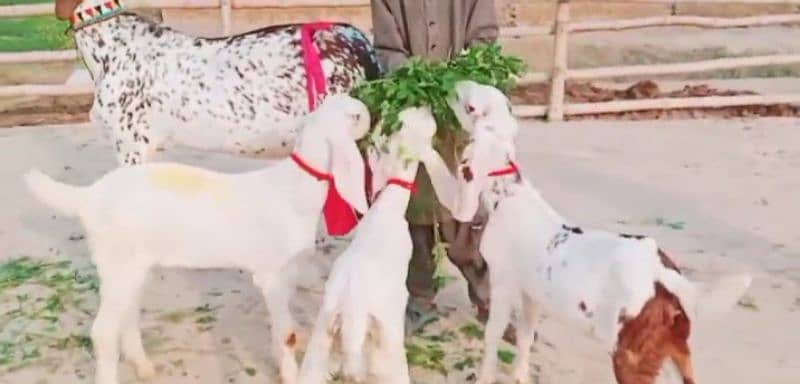 Desi Bakri Our 3 Bacchon Ka Sath For Sale 03424065968 2