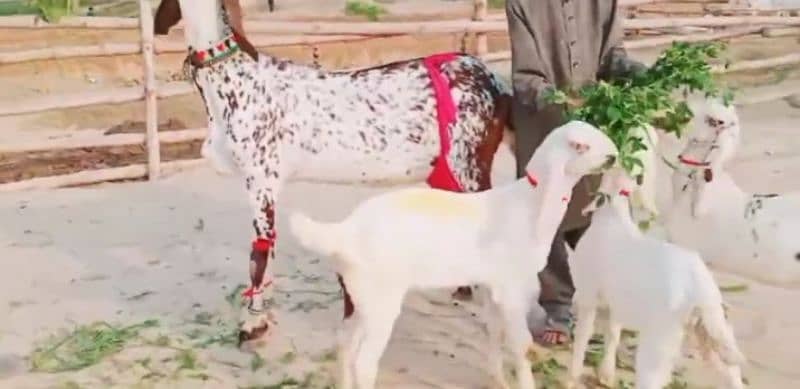 Desi Bakri Our 3 Bacchon Ka Sath For Sale 03424065968 3