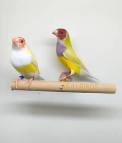 LADY GOULDIAN GOLDIAN FINCH PAIR