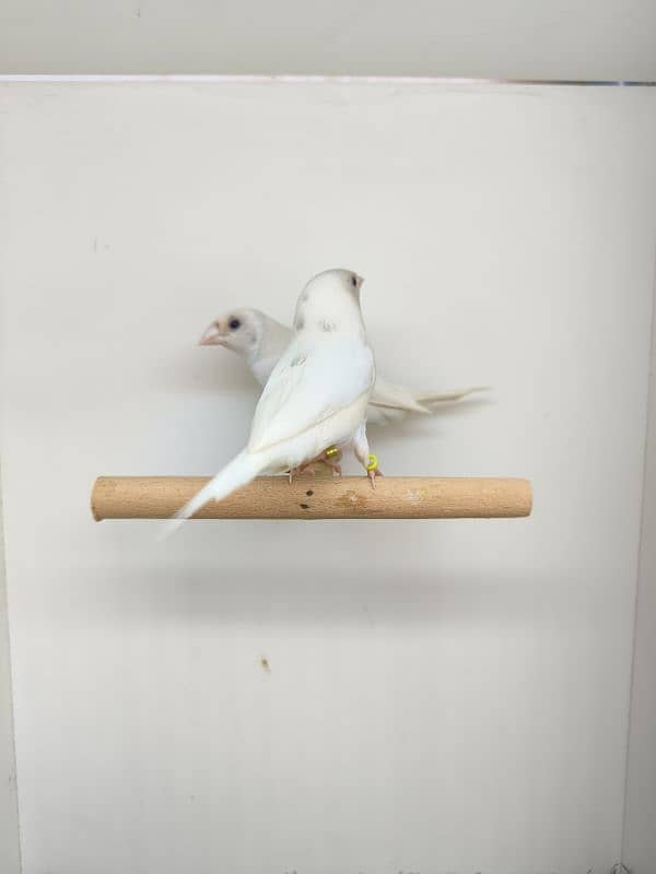 LADY GOULDIAN GOLDIAN FINCH PAIR 3