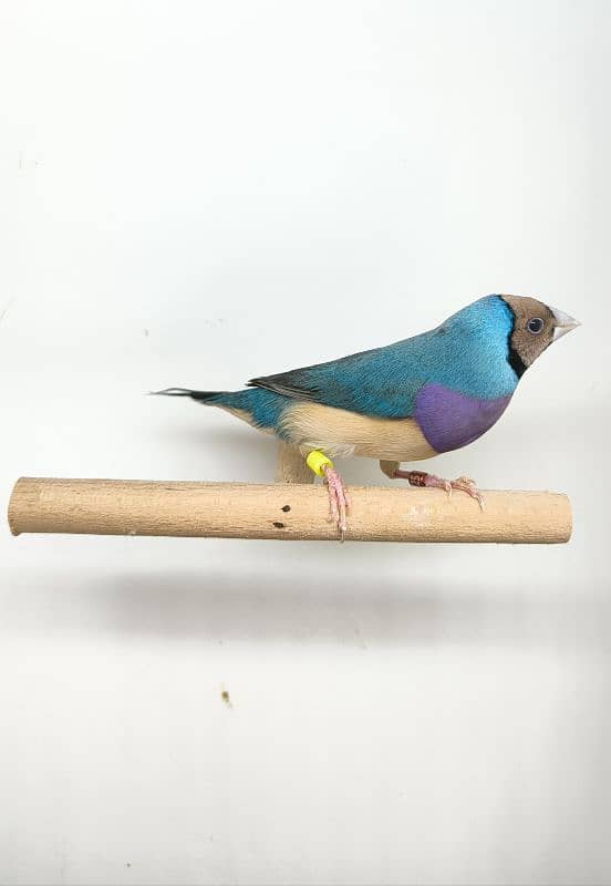 LADY GOULDIAN GOLDIAN FINCH PAIR 4