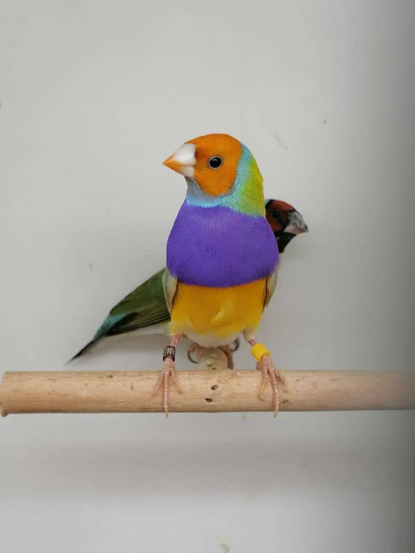 LADY GOULDIAN GOLDIAN FINCH PAIR 6