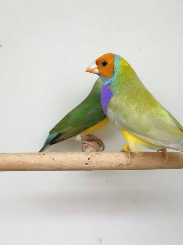 LADY GOULDIAN GOLDIAN FINCH PAIR 7