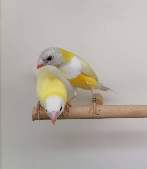 LADY GOULDIAN GOLDIAN FINCH PAIR 8