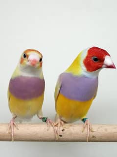 LADY GOULDIAN GOLDIAN FINCH PAIRS