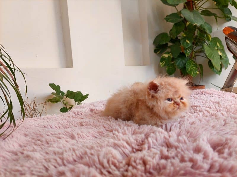 punch face male kitten for sale 1