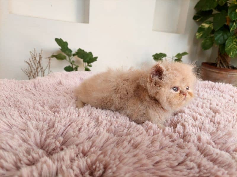 punch face male kitten for sale 2