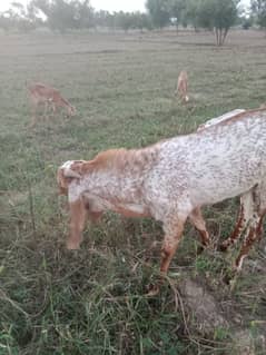 pure maki cheena breader Bakra for sale