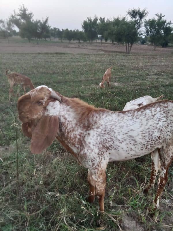 pure maki cheena breader Bakra for sale 1