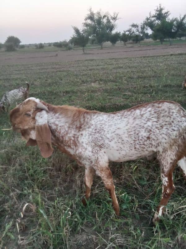 pure maki cheena breader Bakra for sale 2