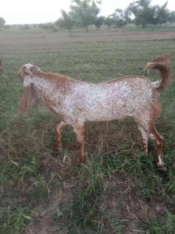 pure maki cheena breader Bakra for sale 4