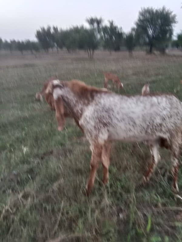 pure maki cheena breader Bakra for sale 5