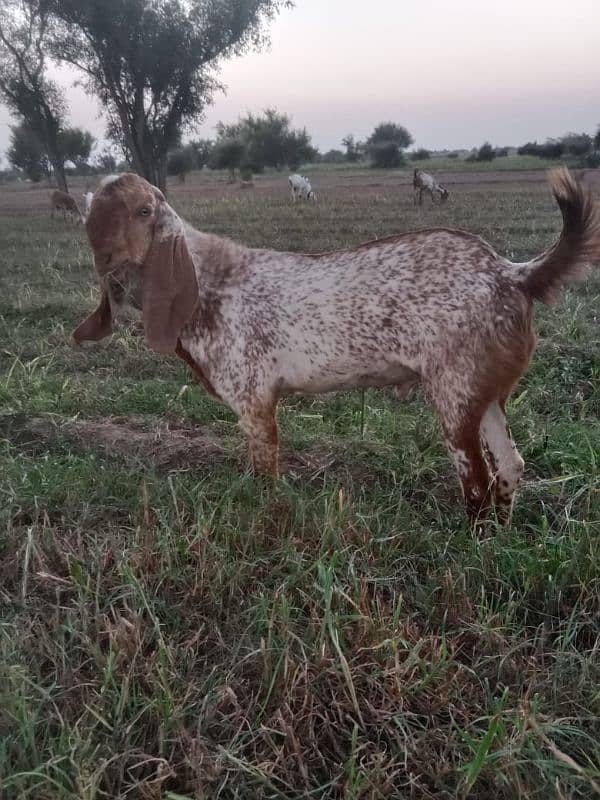 pure maki cheena breader Bakra for sale 7