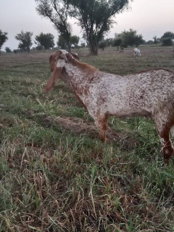 pure maki cheena breader Bakra for sale 8