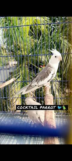 Cocktail Adult Breeder Pair