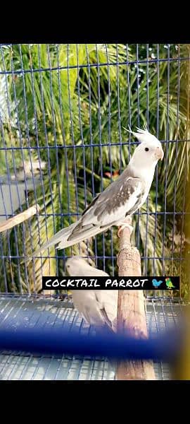 Cocktail Adult Breeder Pair 0