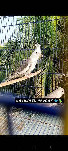 Cocktail Adult Breeder Pair 1