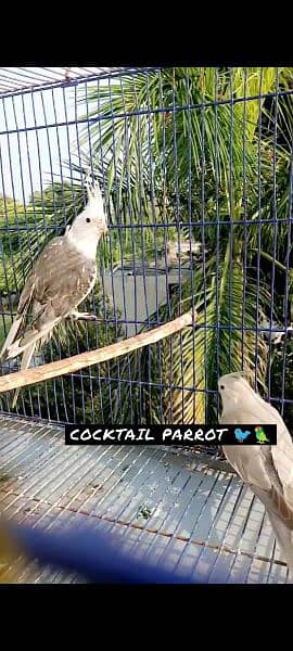 Cocktail Adult Breeder Pair 2