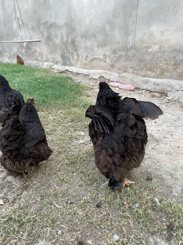 heavy,black,blue buff Cochin available 4