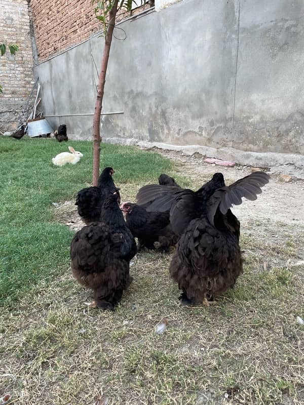 heavy,black,blue buff Cochin available 5