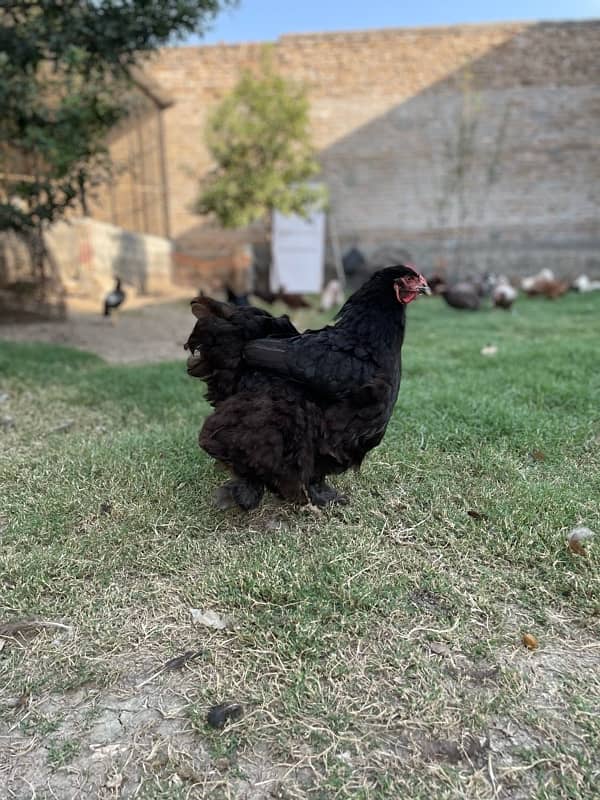 heavy,black,blue buff Cochin available 8