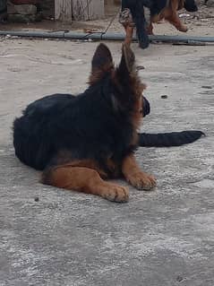 gsd