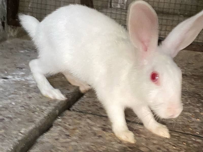 Rabbit Red Eyes 1