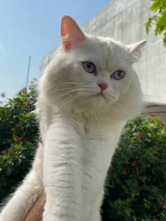 persian cat for sale