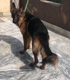 German shepherd 03235003809