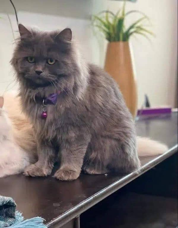 persian cat for sale 5