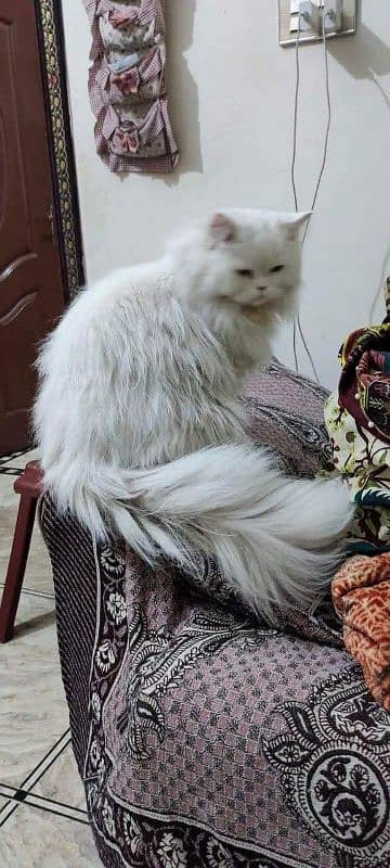 persian cat for sale 8