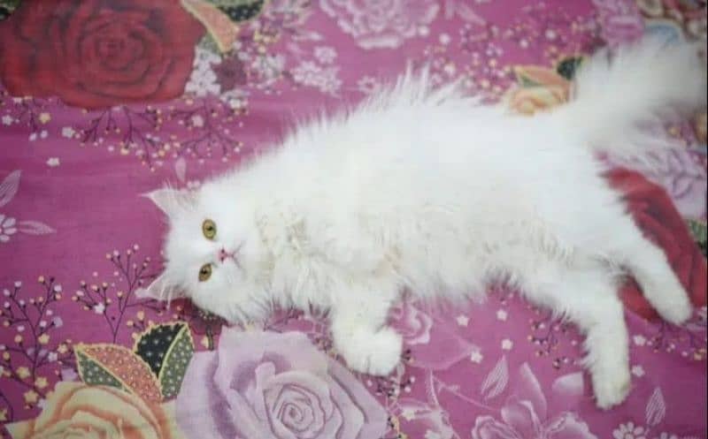 persian cat for sale 9