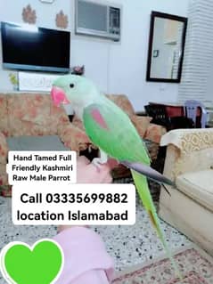 Hand Tamed Full Friendly Kashmiri Raw Male Parrot Jumbo Size