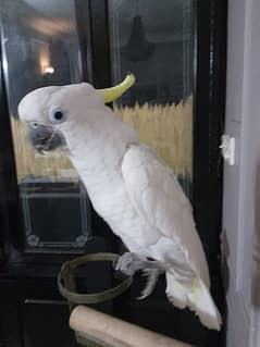 greater sulphur white cockatoo