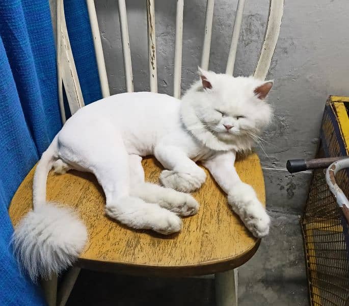 pure Persian cat for sale 1