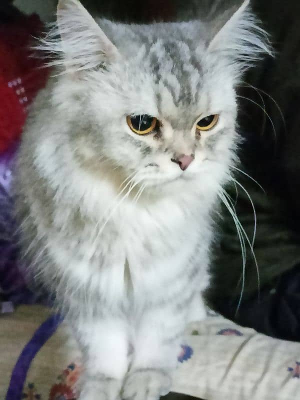 pure Persian cat for sale 10