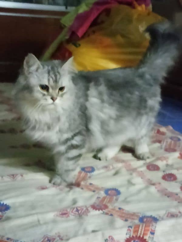 pure Persian cat for sale 11