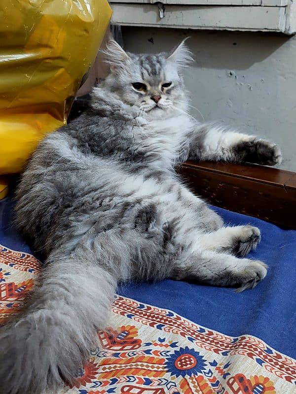 pure Persian cat for sale 15