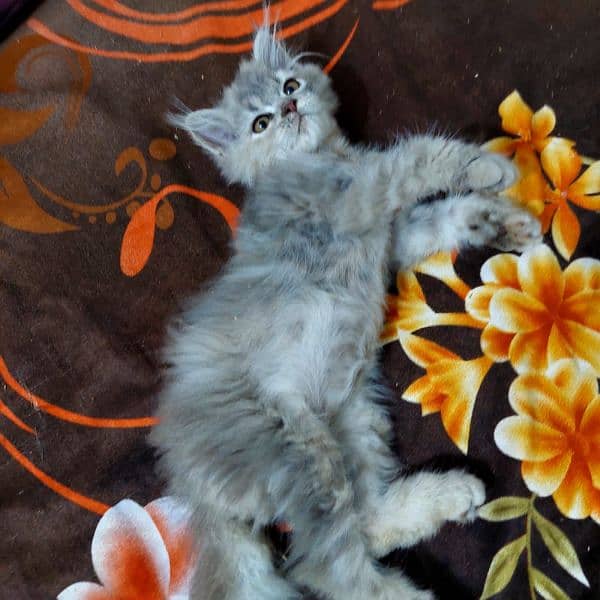 pure Persian cat for sale 16